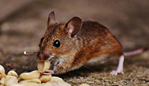 24 Hour & Emergency Exterminators in Aquadale, NC